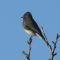 a almost winter visitor, a Black phoebe