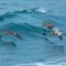 Brown Pelicans simming ocean waves