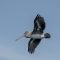 Brown Pelican Aloft
