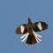 Mockingbird Flying Overhead