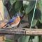 Feeding blue birds