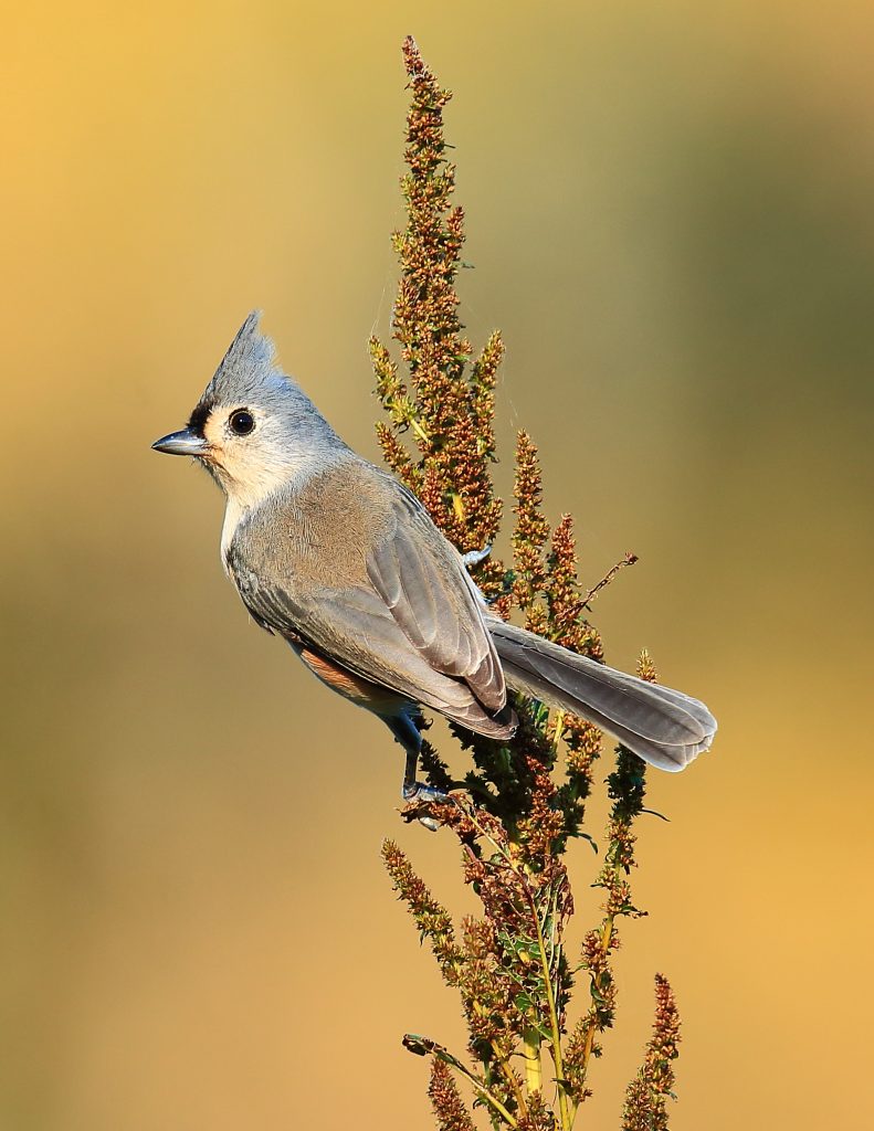 Tufted Titmouse perched on a milo stalk in Fall.