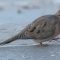 Mourning Dove with growth on right side of face