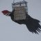 Pileated Woodpecker on suet feeder