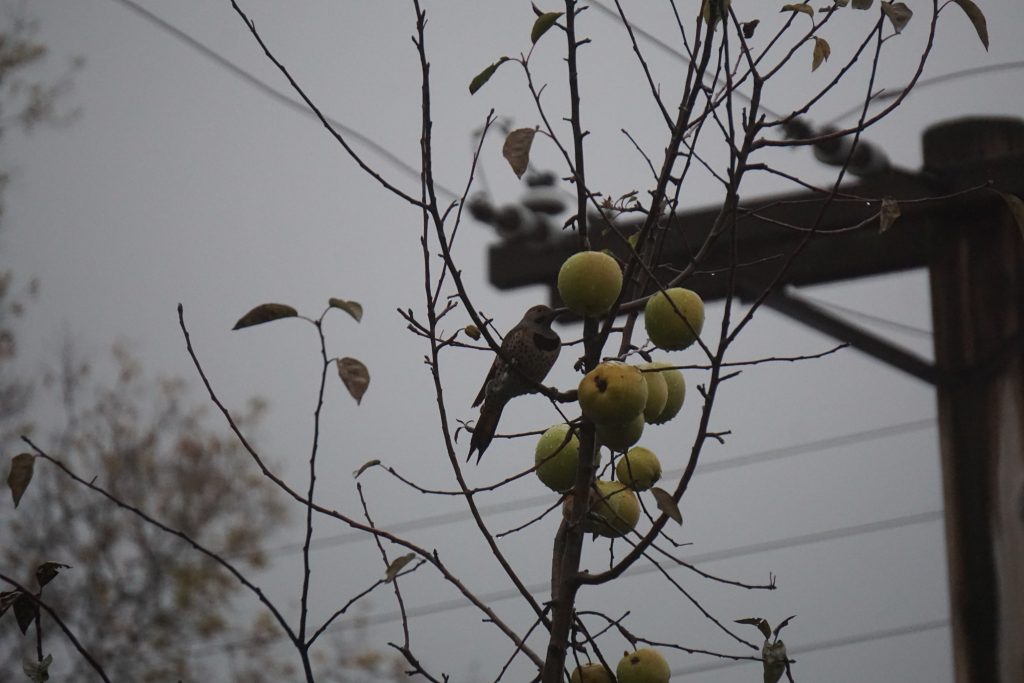 Red Shafted Northern Flicker With A Black Malar Stripe Feederwatch