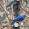 Eastern Bluebirds Enjoying Birdacious Bark Butter