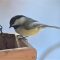 Maine state Bird, the Black capped Chic a dee is the most common visitor tot he feeders.