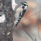 Downy woodpecker on the suet feeder