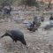 Mixed Flock of Ducks and Turkeys