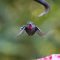 Anna’s hummingbird