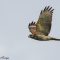Red Shoulder Hawk in flight