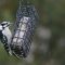 Downy Woodpecker in my Backyard