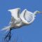 Great Egret on a Sunny Day