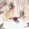 Pine Grosbeaks Take Flight