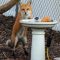 Fox at the Birdbath