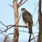 Coopers Hawk missing an opportunity