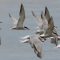 Terns Take Flight