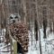 critter camera barred owl