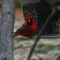 Northern Cardinal