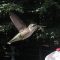 Back yard Hummingbird