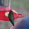 Side-whiskered hummingbird