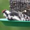 Comfy Woodpecker