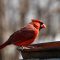 Beautiful birds of red