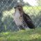 Red tailed hawk after a meal