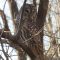Barred owl in the Shenandoah National Park