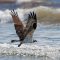Osprey Fishing in Breaking Surf