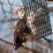 Pileated Woodpecker on Suet Feeder