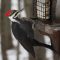 Woodpecker barrage on a Saturday afternoon