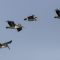 Formation of Pelicans