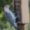 Red-bellied Woodpecker on the tail prop feeder