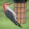 Red-bellied Woodpecker feeding his babies