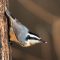 Red-breasted Nuthatch with Suet