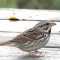RARE BIRD, EASTERN song sparrow on WESTERN OREGON COAST.