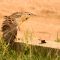 Western Meadowlark Takes Flight