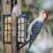 Red Belly Woodpecker and Suet