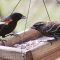 Red-winged Blackbirds at the feeders