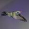 Broad-billed Hummingbird Flying In