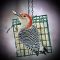 red -bellied woodpecker loves suet