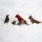 Cardinals & Their Friends