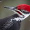 Pileated at the Suet Feeder