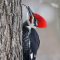 Pileated woodpecker sticks his tongue out