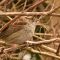White-throated Sparrow in Bush above the Woodpile