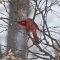 Cardinal checking us out