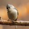 Thoughtful bird comtemplates food source