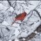Cardinal in KC snow