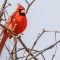 Cardinal in winter